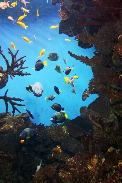 Acquarium with submarine life — Stock Photo, Image