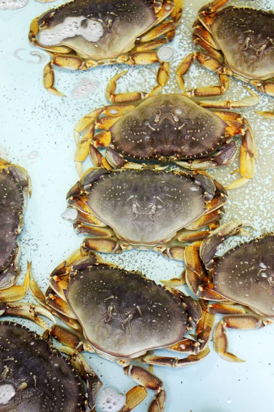 stock image Crabs