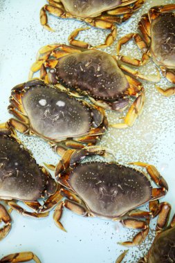 bir akvaryum içinde Yengeç