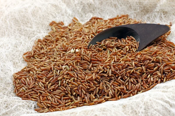 Bruin ermes rijst — Stockfoto