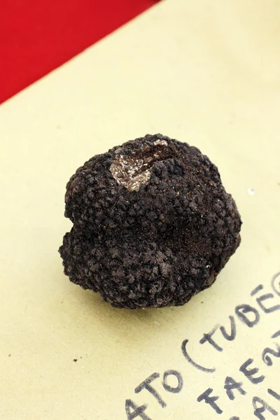 Truffe noire — Photo