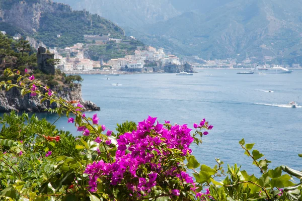 Квіти у узбережжя Амальфі, Італія — стокове фото