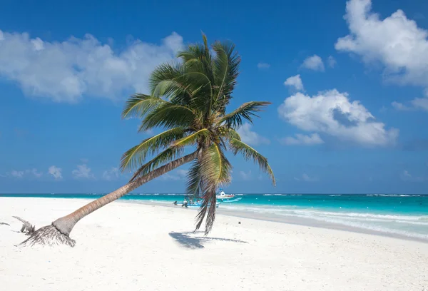 Palm tree on the beach — Stock Photo, Image