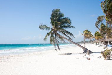 Sahilde palmiye ağacı