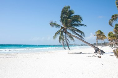 Sahilde palmiye ağacı