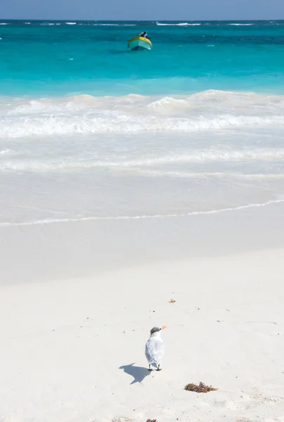 Vogel op het strand — Stockfoto
