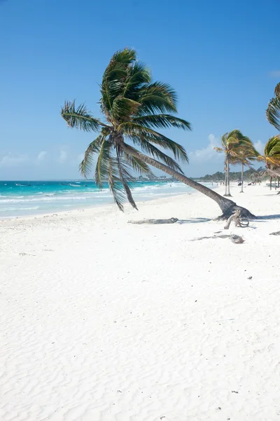 Palmboom op het strand — Stockfoto