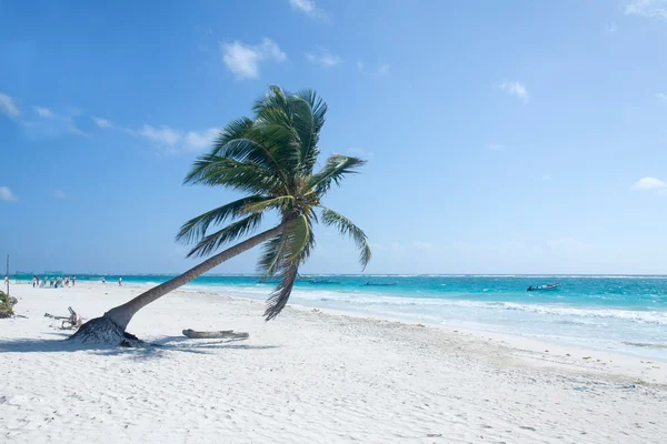 Palm tree on the beach — Stock Photo, Image