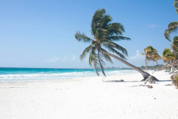 海滩上的棕榈树 — 图库照片
