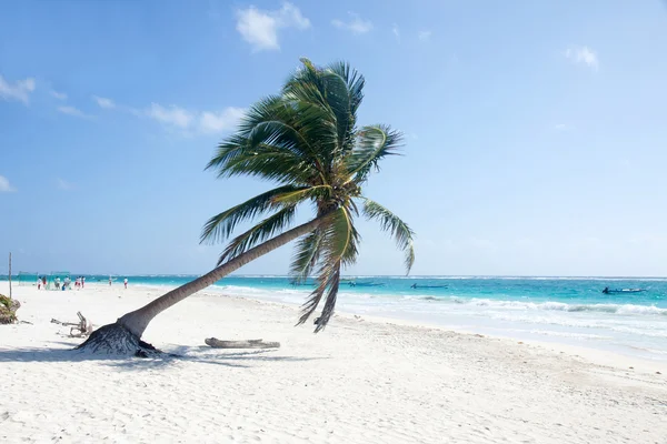 Palmboom op het strand — Stockfoto