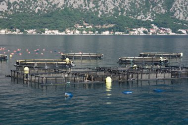 su ürünleri yetiştiriciliği