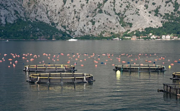 Aquaculture — Stock Photo, Image