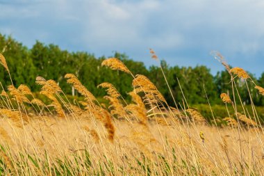 Reed çalılıkları ormanın arka planında güneş tarafından aydınlatıldı..
