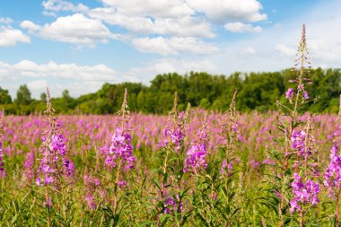 Çiçekli tıbbi bitki Çiçek açan Sally (Epilobium angustifolium). Ormanın ve gökyüzünün arka planında çiçek açan ateş yosunu.