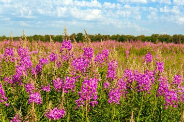 Çiçekli tıbbi bitki Çiçek açan Sally (Epilobium angustifolium). Çiçekli Sally ormanın ve gökyüzünün arka planında.