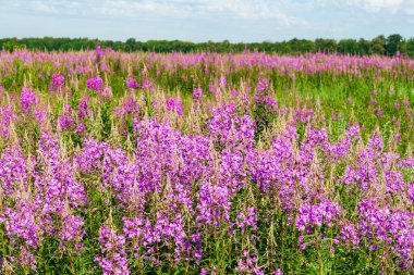 Çiçekli tıbbi tesis Çiçek açan Sally (Epilobium angustifolium).
