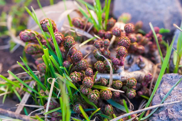 Rosnący Rhodiola Rosea Młode Pędy Rhodiola Rosea Oświetlone Porannym Słońcem — Zdjęcie stockowe