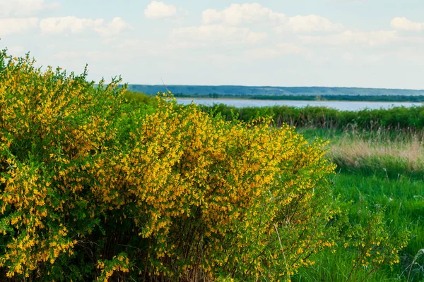 カラガンの緑豊かな開花 ステップアカシア 湖の背景にはカラガンの花が咲いています — ストック写真