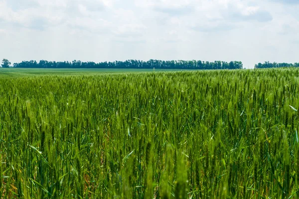 Zielone Pole Zbóż Przeciwko Błękitnemu Niebu Chmurami — Zdjęcie stockowe