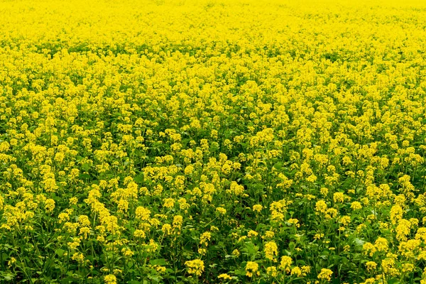 油種レイプフィールド 天然黄色の菜の花畑の背景 — ストック写真