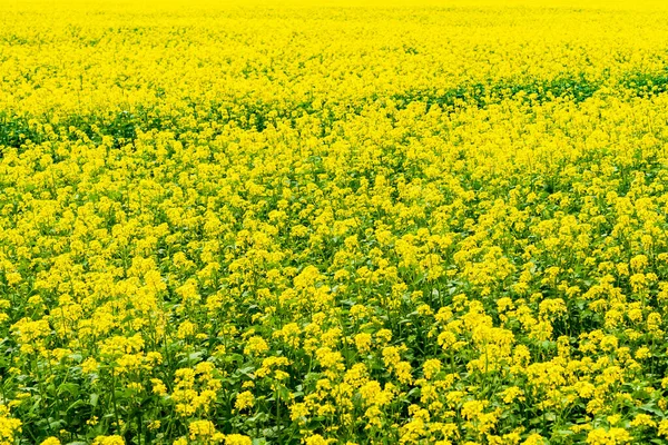 油種レイプフィールド 自然の黄色の背景としての巨大な菜の花畑 — ストック写真