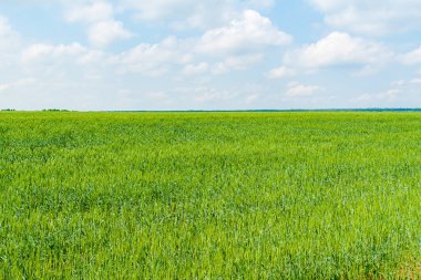 Mavi gökyüzünün altında, ufka doğru uzanan bulutlu bir çavdar yeşil tarlası..