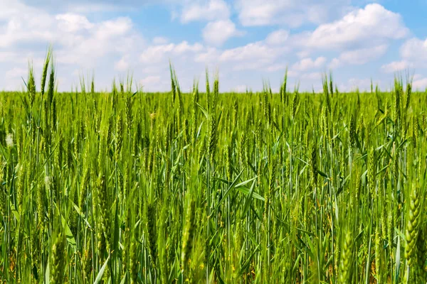 Rye Campo Verde Contro Cielo Blu Con Nuvole — Foto Stock