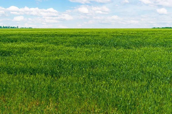 Żyto Zielone Pole Pod Błękitnym Niebem Jako Tapeta — Zdjęcie stockowe