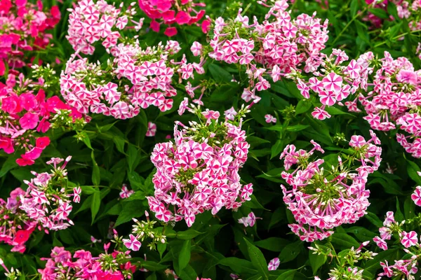 Luxus Virágágy Rózsaszín Csíkos Petúniákkal Dekoratív Petúnia Virágok — Stock Fotó