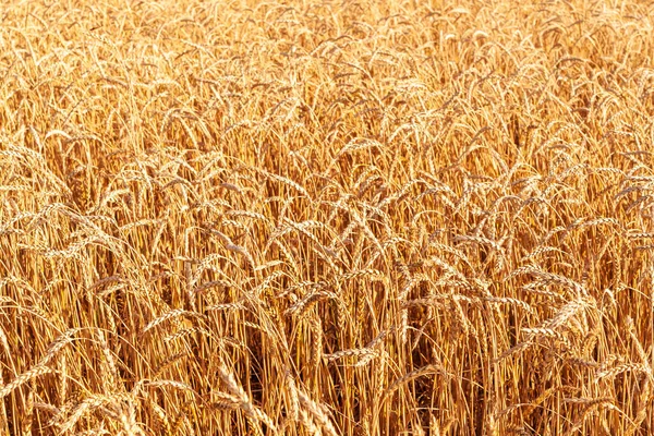 Спелые Колоски Пшеницы Пшеничное Поле Качестве Фона — стоковое фото