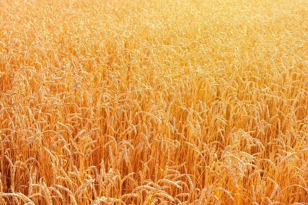 Золотая Спелая Пшеница Освещается Заходящим Солнцем Качестве Фона Спелая Пшеница — стоковое фото