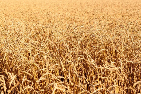 Maturare Grano Come Sfondo Ricco Campo Grano Maturo — Foto Stock