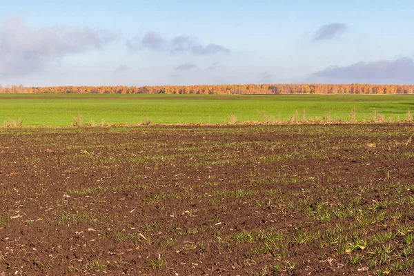 Jesienne Pola Zbóż Ozimych Jesienne Pola Uprawne — Zdjęcie stockowe