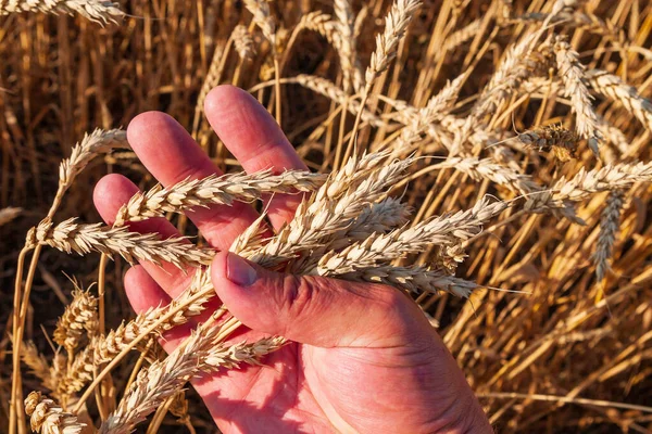 男の手のひらに小麦の穂を熟す 農夫は穀物の収穫を検査する — ストック写真