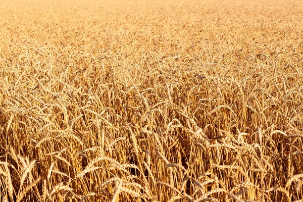 Ripe Wheat Background Rich Field Ripening Wheat Stock Photo