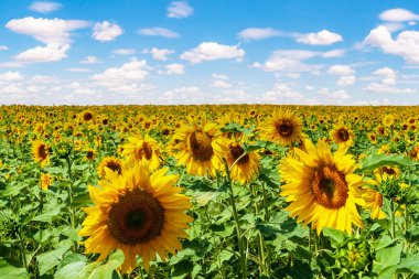 Ufuk çizgisine kadar uzanan bir ayçiçeği tarlası güzel bir gökyüzünün arka planına karşı. Sarı ayçiçeği tarlası.