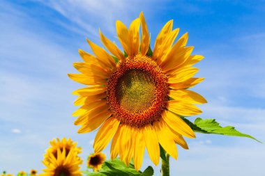 Güzel bir gökyüzünün arka planında ayçiçeği. Kopya alanına sahip ayçiçeği yakın plan.