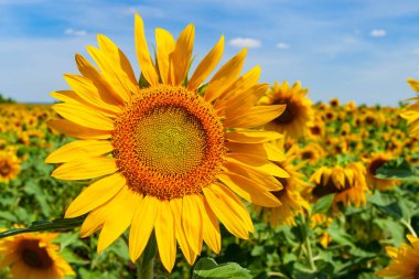 Bir ayçiçeğinin parlak sarı çiçeği yeşil bir tarlanın arka planında.