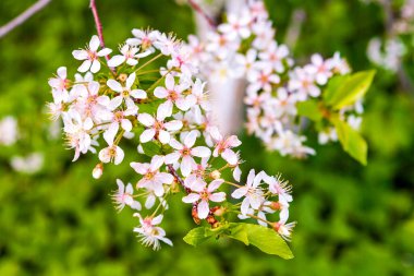 Bir demet beyaz kiraz. Çiçek açan kiraz yakın plan..