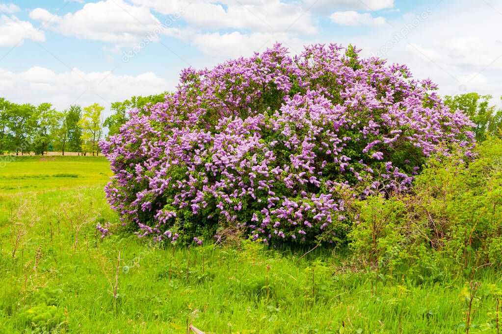 A huge lilac bush covered with flowers. Blooming lilac. Syringa vulgaris.