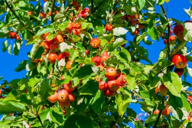 Bir dalda kırmızı sulu elmalar. Elma ağacı bol miktarda elma hasadıyla süslenmiştir..