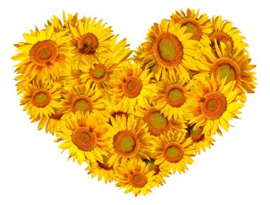 Ayçiçeğinden yapılmış yapay kalp beyaz bir arkaplanda izole edilmiş..