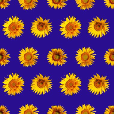 Koyu mavi arka planda ayçiçeği çiçekleri olan kusursuz bir desen. Mavi bir arkaplanda izole edilmiş ayçiçekleri.