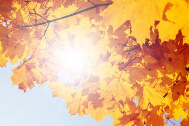 Sunbeam through orange maple leaves in autumn, beautiful natural background. Autumn maple leaves.