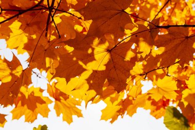 Autumn maple leaves. Yellow-orange maple leaves in the crown of a tree, view from below.