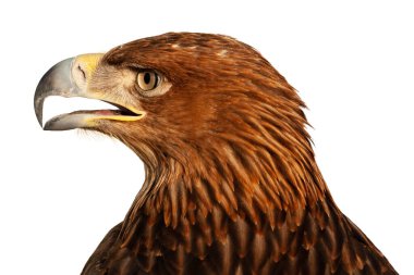 Steppe Golden Eagle.  Golden eagle head isolated on white background. The head of an eagle golden eagle in profile close-up.