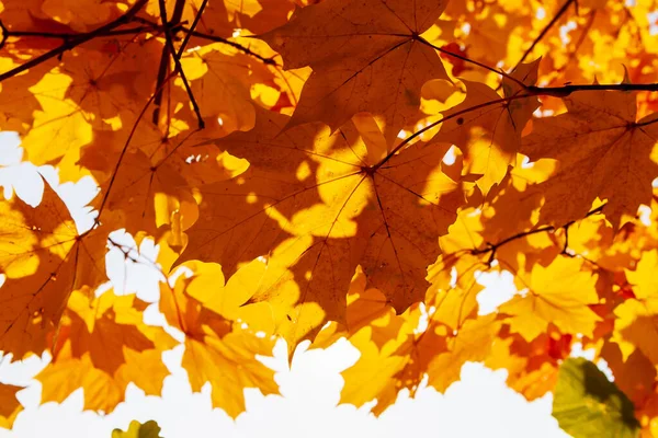 Autumn Maple Leaves Yellow Orange Maple Leaves Crown Tree View — Photo