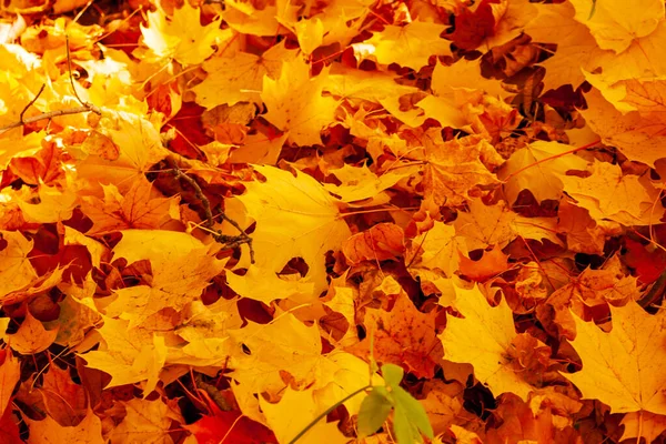 Autumn Carpet Fallen Yellow Orange Maple Leaves Autumn Maple Leaves — Photo