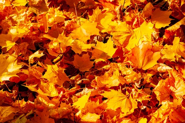 Autumn Maple Leaves Autumn Carpet Fallen Yellow Orange Maple Leaves — Photo