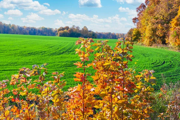 Young Maple Shoots Red Yellow Autumn Foliage Front Edge Green — kuvapankkivalokuva